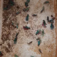 فایتر و کت پوزه پوته ای جفت