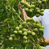 کود ارگانیک افزایش باردهی|خدمات باغبانی و درختکاری|مشهد, کلاهدوز|دیوار