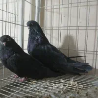 کبوتر نوک قنار سیاه|پرنده|پیر بکران, |دیوار