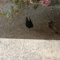 مرغ وخروس پاکوتاه|حیوانات مزرعه|بندرعباس, |دیوار