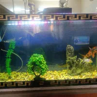 اکواریم با چند عدد ماهی فروشی|ماهی|کاشان, ولیعصر|دیوار