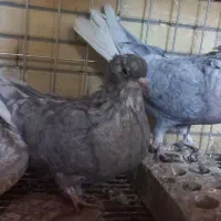 کفتر دم سفید