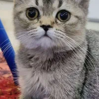 گربه اسکاتیش