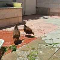 فروش جوجه کردی