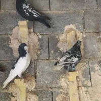 سرور دم سفید دم سیاه