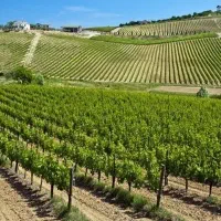 استخدام نگهبان