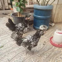 جوجه لهستانی و دو رگه|حیوانات مزرعه|بروجرد, |دیوار