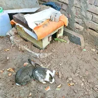 یک جفت خرگوش بازیگوش|موش و خرگوش|شوط, |دیوار