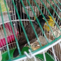 مینا ۱ساله|پرنده|رباط‌کریم, نوده|دیوار