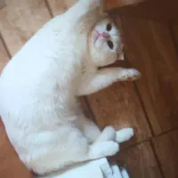 گربه اسکاتیش فولد