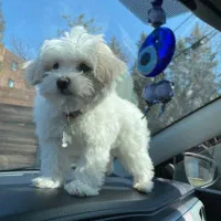 سگ پاپی پشمالو شیتزو کراس|سگ|اصفهان, کارلادان|دیوار