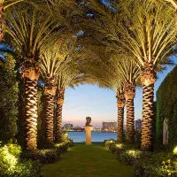 نخل تنه دار بلند از یک متر تا 12متری با کیفیت عالی