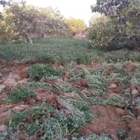 علف خرفه(فلفل تخم) رایگان