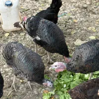 بوقلمون|حیوانات مزرعه|شهریار, شهرک امیریه|دیوار