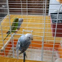 معاوضه یک جفت مرغ عشق به همراه جوجه