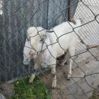 فروش پازن جوان و سرحال|حیوانات مزرعه|لامرد, |دیوار