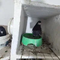 کفتر کبوتر شهری یال