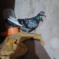 کبوتر پرشی|پرنده|اهواز, منبع اب|دیوار