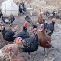 بوقلمون محلی ارگانیک|حیوانات مزرعه|شیروان (خراسان), |دیوار