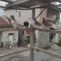 کبوتر پرشی|پرنده|بندر ترکمن, |دیوار