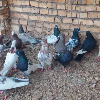 فروش کبوتر در سوسنگرد