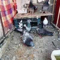 کبوتر داراب