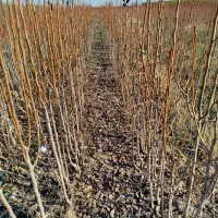 نهال های لیبل دار و شناسه دار|خدمات باغبانی و درختکاری|شاندیز, |دیوار