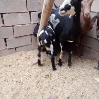 بزشیرباکره