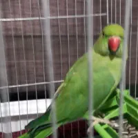 طوطی ملنگو