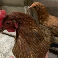 مرغ و جوجه محلی تخم گذار