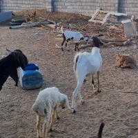 کهره نر و ماده ابستن|حیوانات مزرعه|میناب, |دیوار