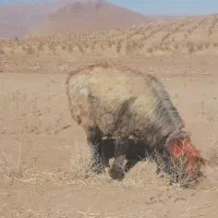 گله میش یکدست اصل جنس همه یک نشون یک ذات|حیوانات مزرعه|لاران, |دیوار