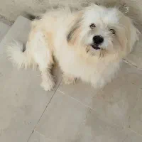 سگ پاکوتاه ..