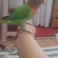 کوتوله جوجه