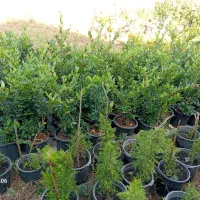 فروش گل به صورت یکجا فروشی به قیمت مناسب|گل و گیاه طبیعی|واجارگاه, |دیوار