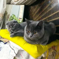 شهر گربه های مخملی