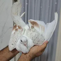 جوجه کبوتر تو لک پشتدار سرور|پرنده|تهران, فردوس|دیوار