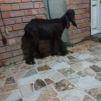 کهره پاکستانی|حیوانات مزرعه|جیرفت, |دیوار