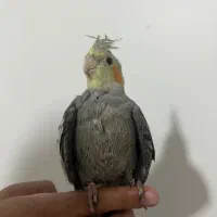 جوجه عروس هلندی|پرنده|پردیس, فاز ۸|دیوار