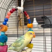 طوطی برزیلی پاربلو|پرنده|تهران, الهیه|دیوار