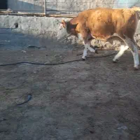 دو عدد نوبر سیمینتال درجه یک