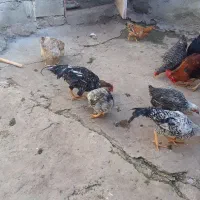 مرغ و خروس|حیوانات مزرعه|مسجد سلیمان, |دیوار