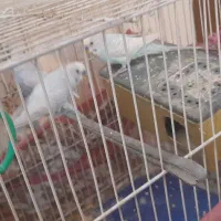 ۴عدد مرغ عشق