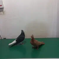 کبوتر دم سفید طوقی|پرنده|کارون, |دیوار