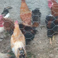 خروس زینتی و خانگی