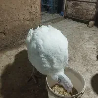 بقلمون