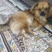 سگ شیتزو|سگ|بندرعباس, |دیوار