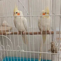 عروس هلندی|پرنده|پیرانشهر, |دیوار