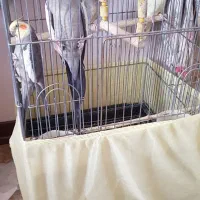 یک جفت عروس هلندی مولد ویک عدد عروس سینامون