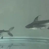 گوشتخوار|ماهی|فلاورجان, |دیوار